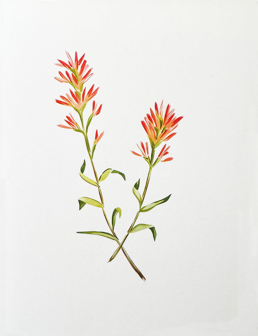 Greeting Card, Wild Flowers - (Blank)
